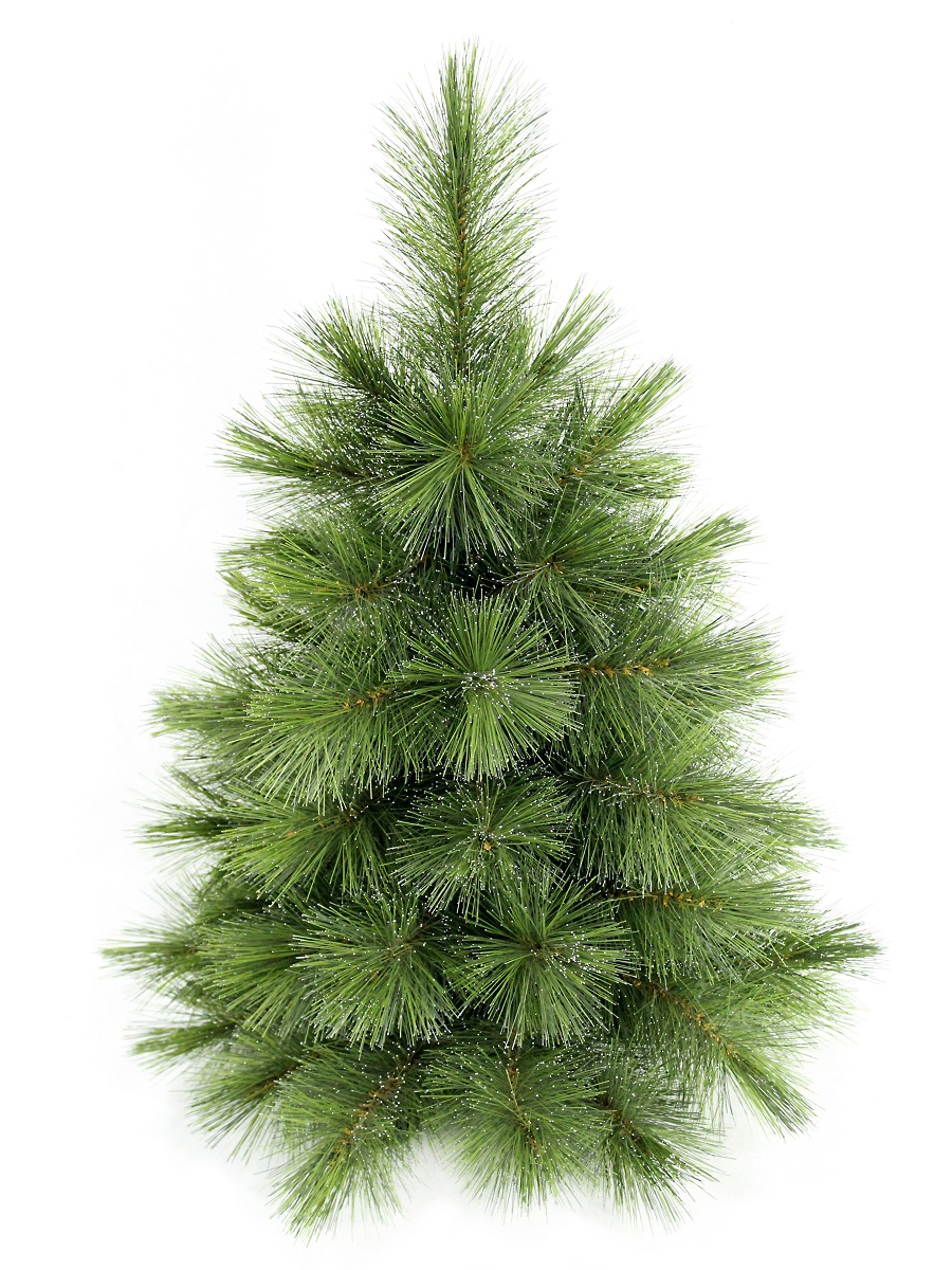 Morozco сосна роял 2. Царь елка амурская стройная с шишками,заснеженная,. Сосна лапландия. Сосна лапландия. Сосна лапландия.
