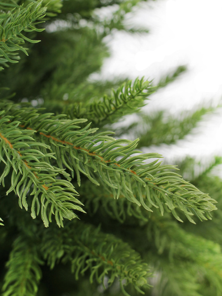 California побег 1_мал