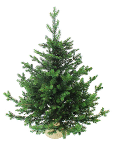 Изумрудная New 70 см_мал